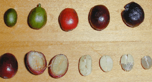 Structure of coffee beans