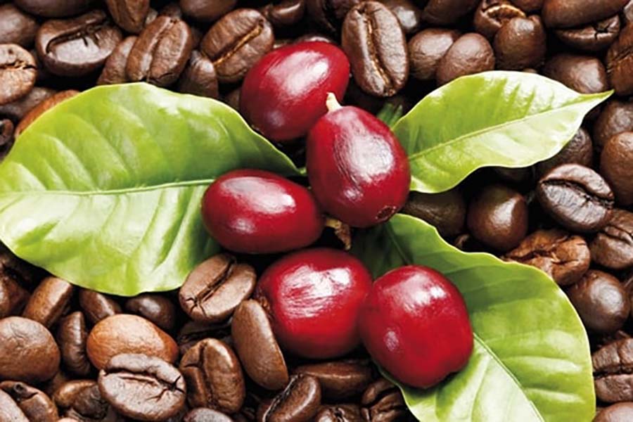 Cà phê Robusta - Nguồn gốc, hương vị, vùng trồng - Bonjour Coffee